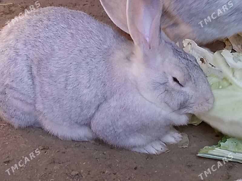 welikan in çagalary - Magtymguly - img 1