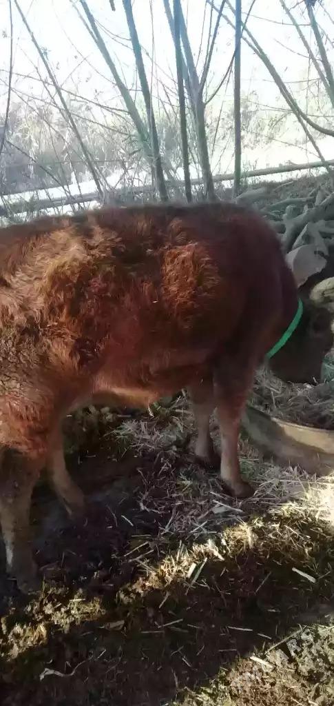 Göle - Мургап - img 2