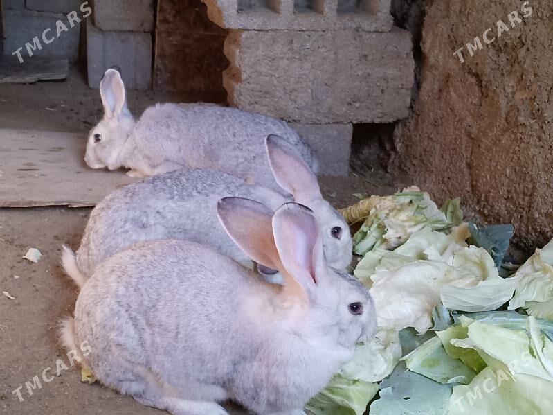 welikan in çagalary - Magtymguly - img 6