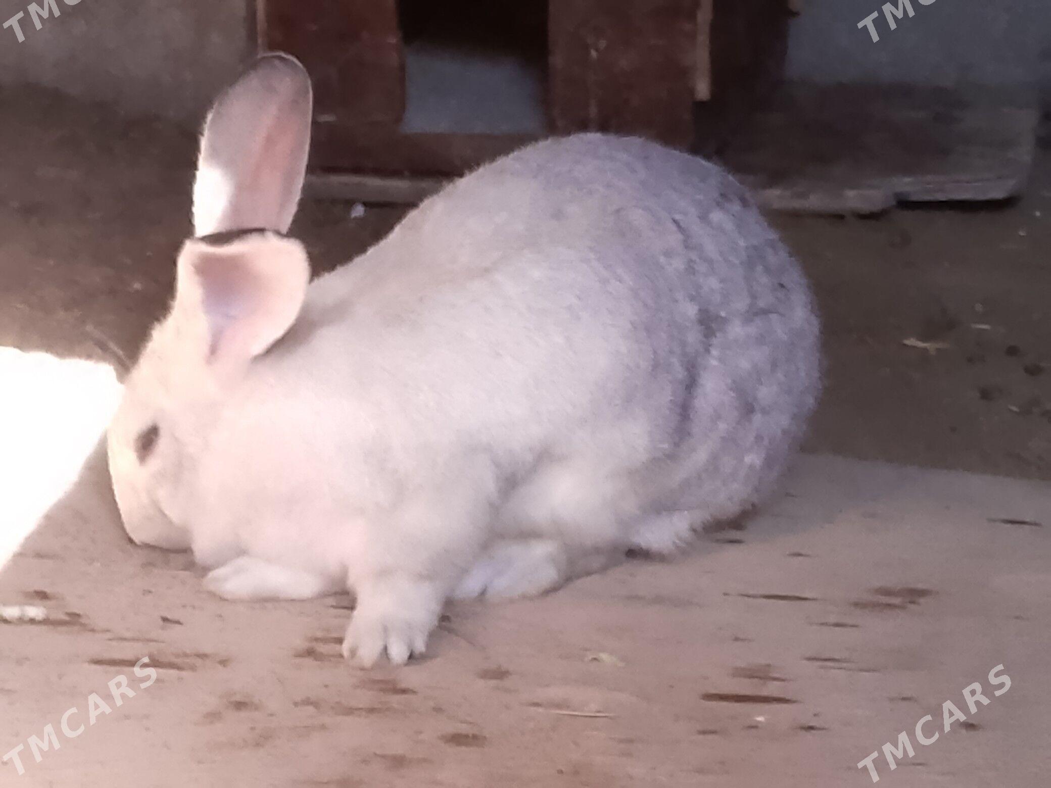 welikan in çagalary - Magtymguly - img 3