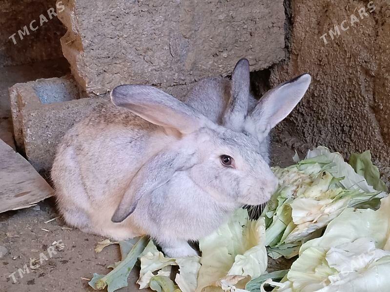 welikan in çagalary - Magtymguly - img 7