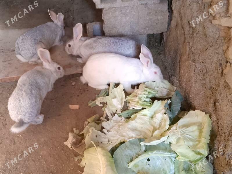 welikan in çagalary - Magtymguly - img 4