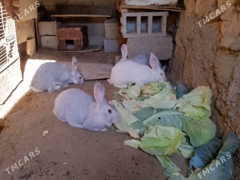 welikan in çagalary - Magtymguly - img 5