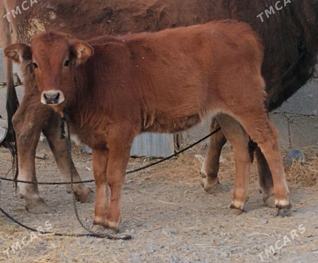 SIWES TUWE - Бахарден - img 1