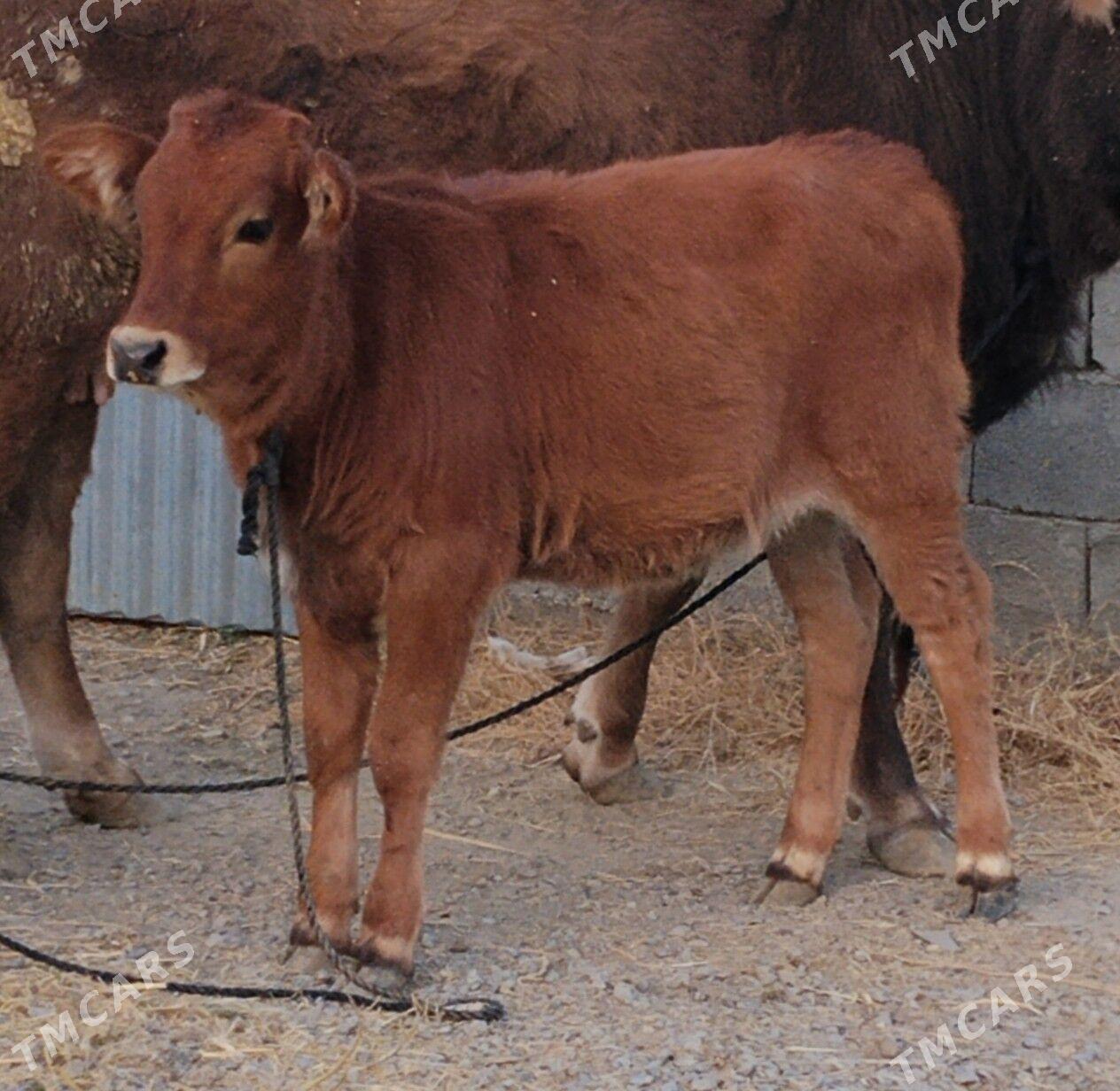 SIWES TUWE - Бахарден - img 2