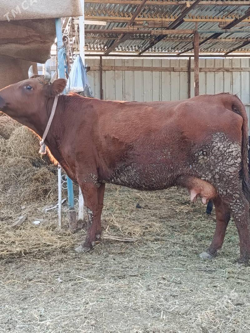 goleli. sygyr - Туркменабат - img 3