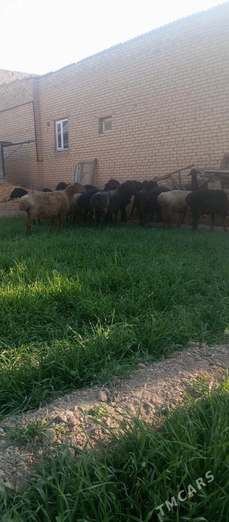 goýun - Туркменабат - img 1