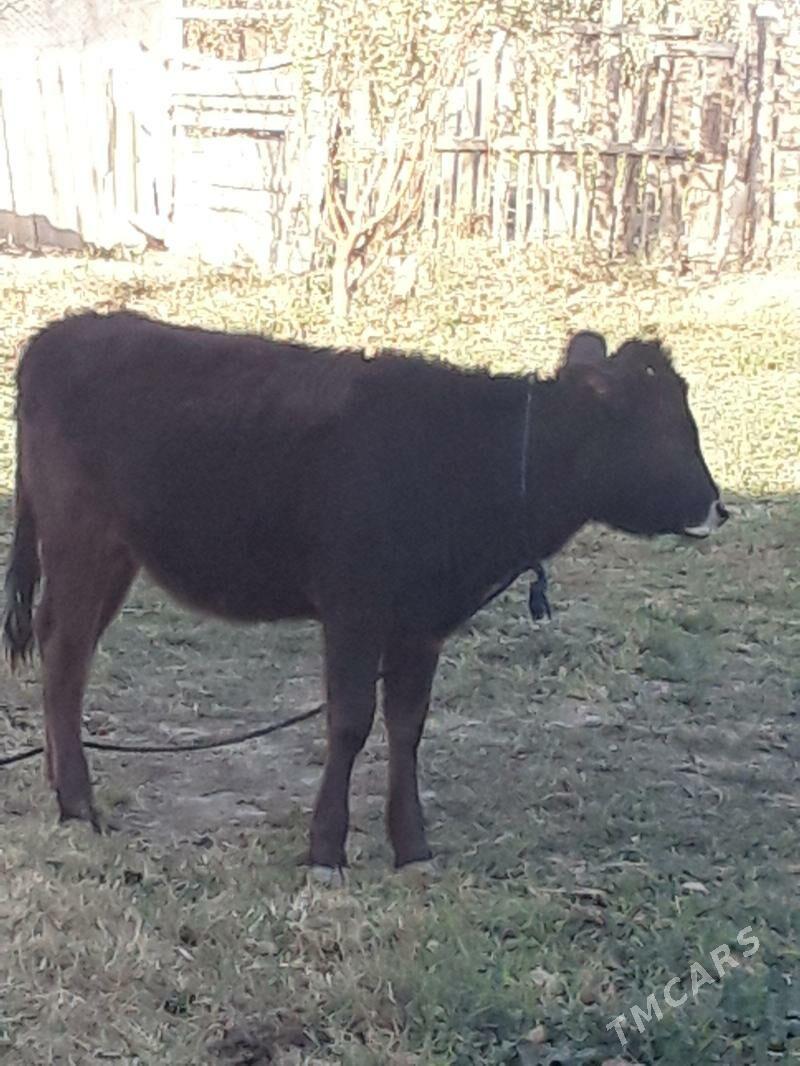 göle - Gökdepe - img 2