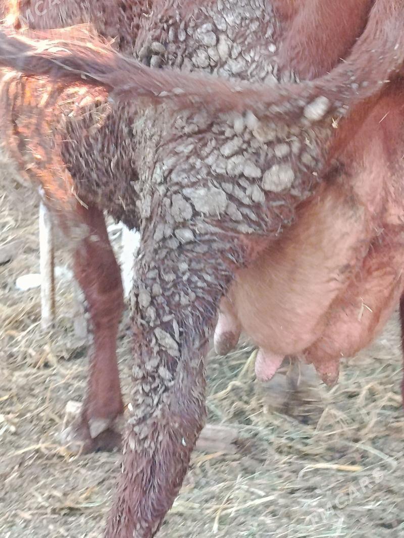 goleli. sygyr - Туркменабат - img 7