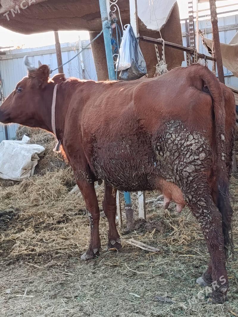 goleli. sygyr - Туркменабат - img 2