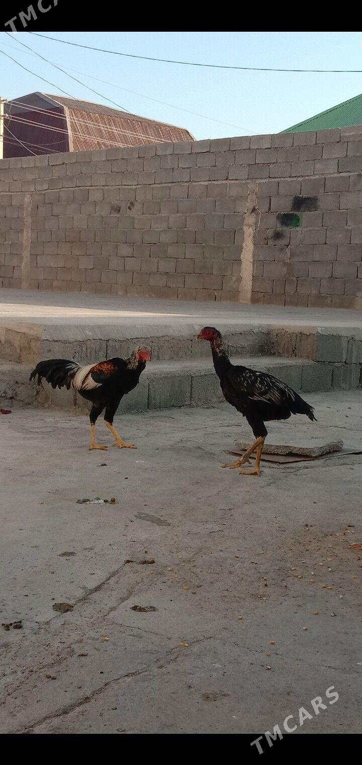 Taskent horaz maki - Гарадамак - img 4