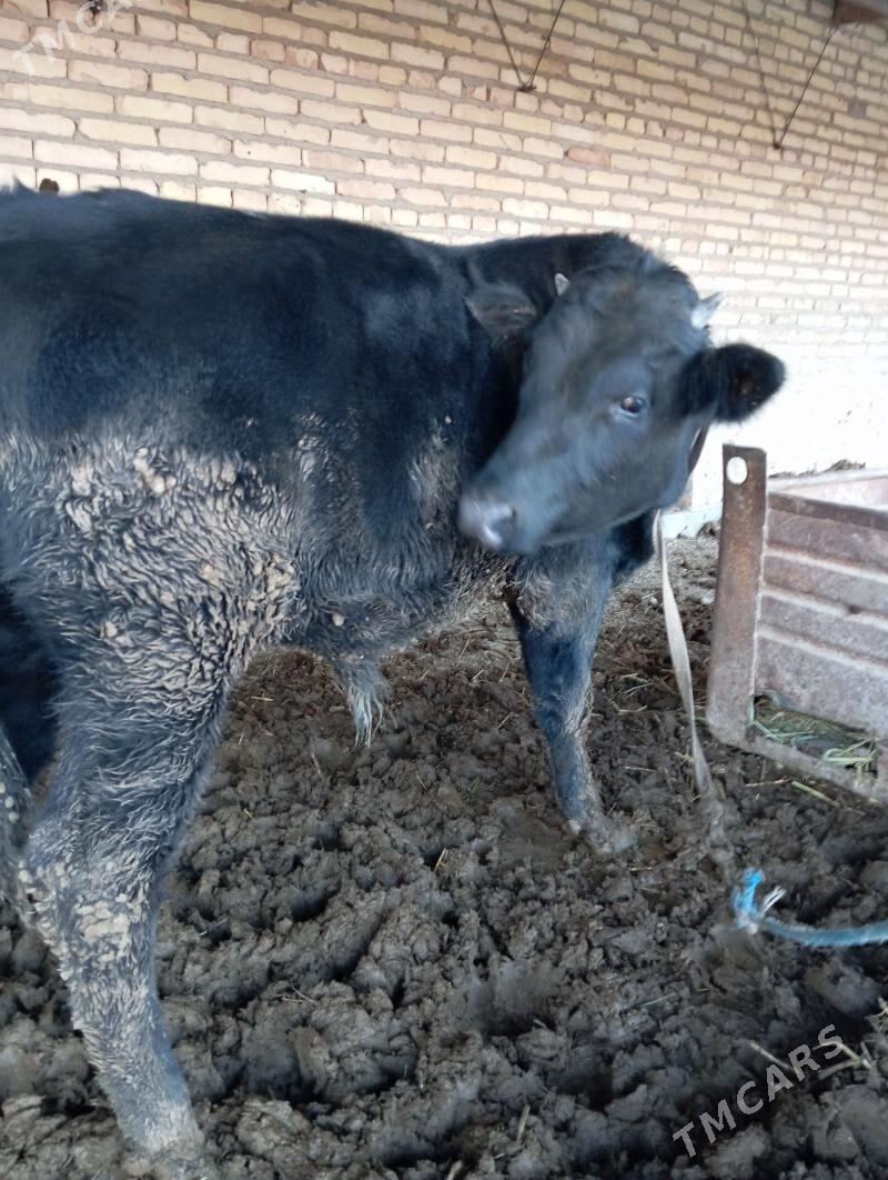 Okuz - Çärjew - img 3