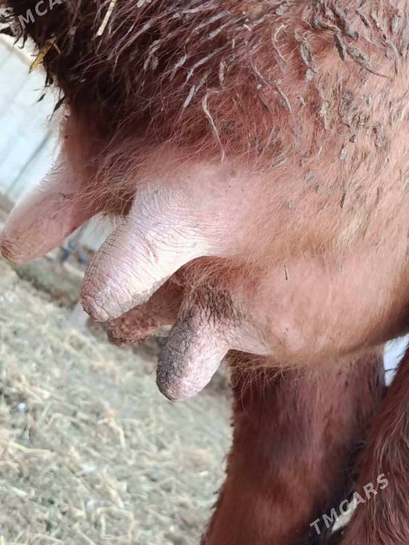 goleli. sygyr - Туркменабат - img 8