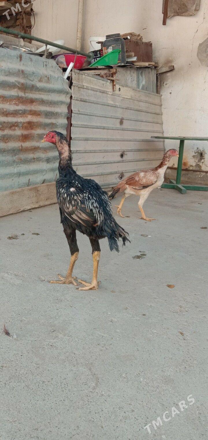 Taskent horaz maki - Гарадамак - img 8