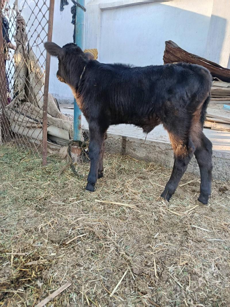 goleli. sygyr - Туркменабат - img 6