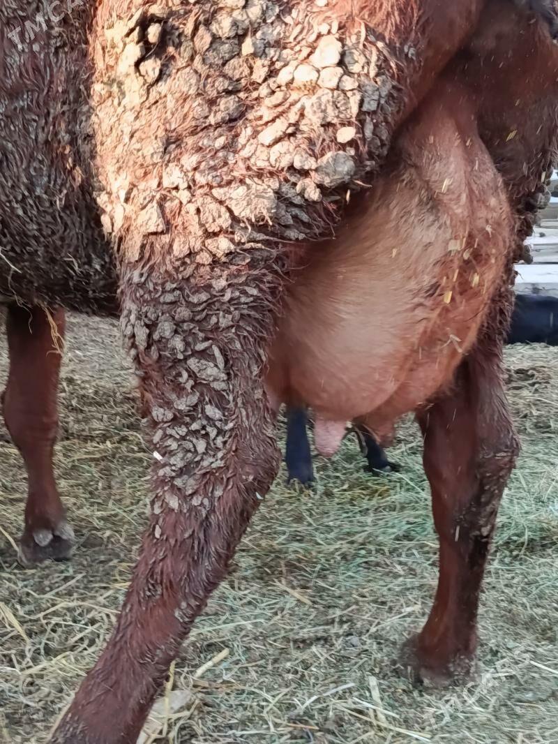 goleli. sygyr - Туркменабат - img 4