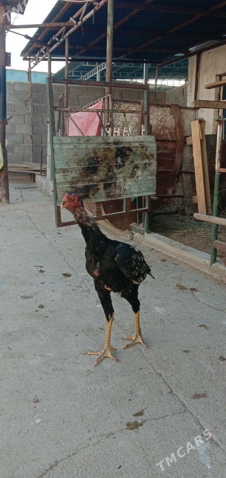 Taskent horaz maki - Гарадамак - img 2