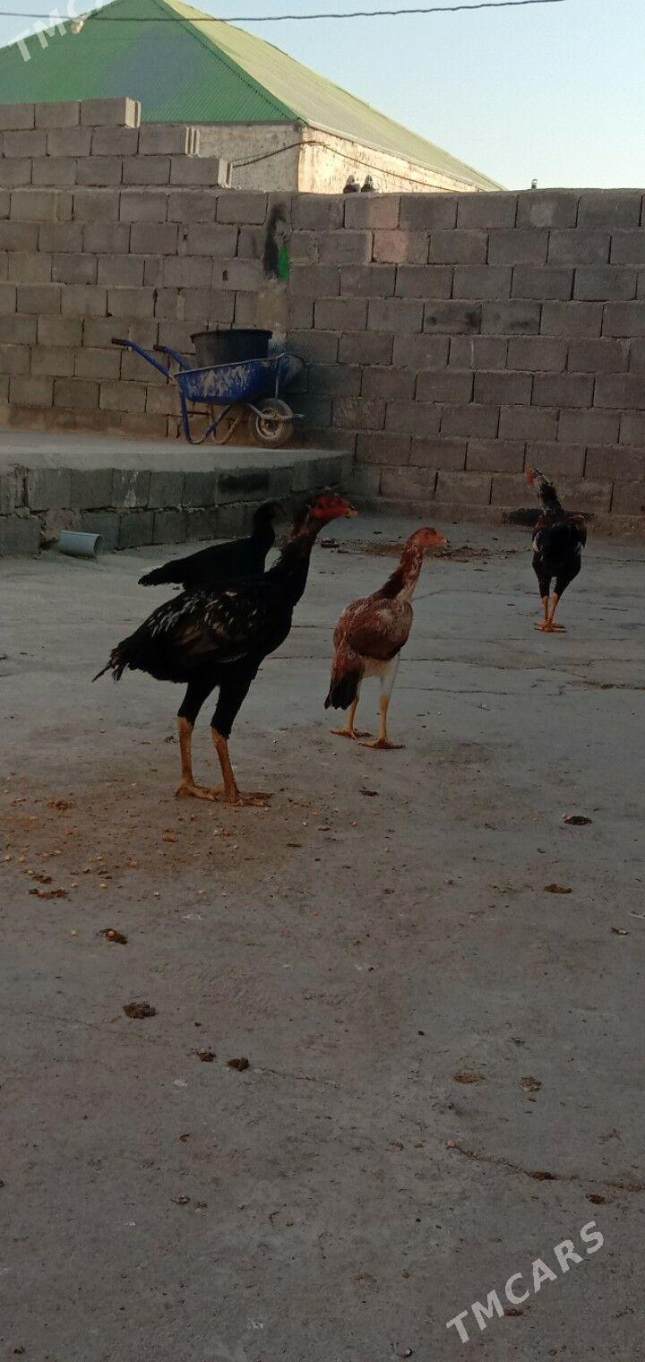 Taskent horaz maki - Гарадамак - img 3