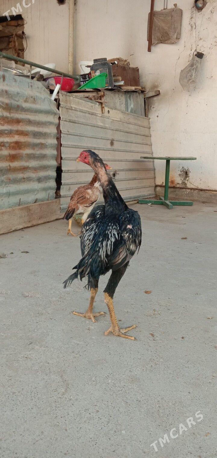 Taskent horaz maki - Гарадамак - img 7