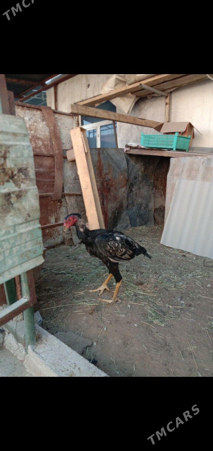 Taskent horaz maki - Гарадамак - img 6