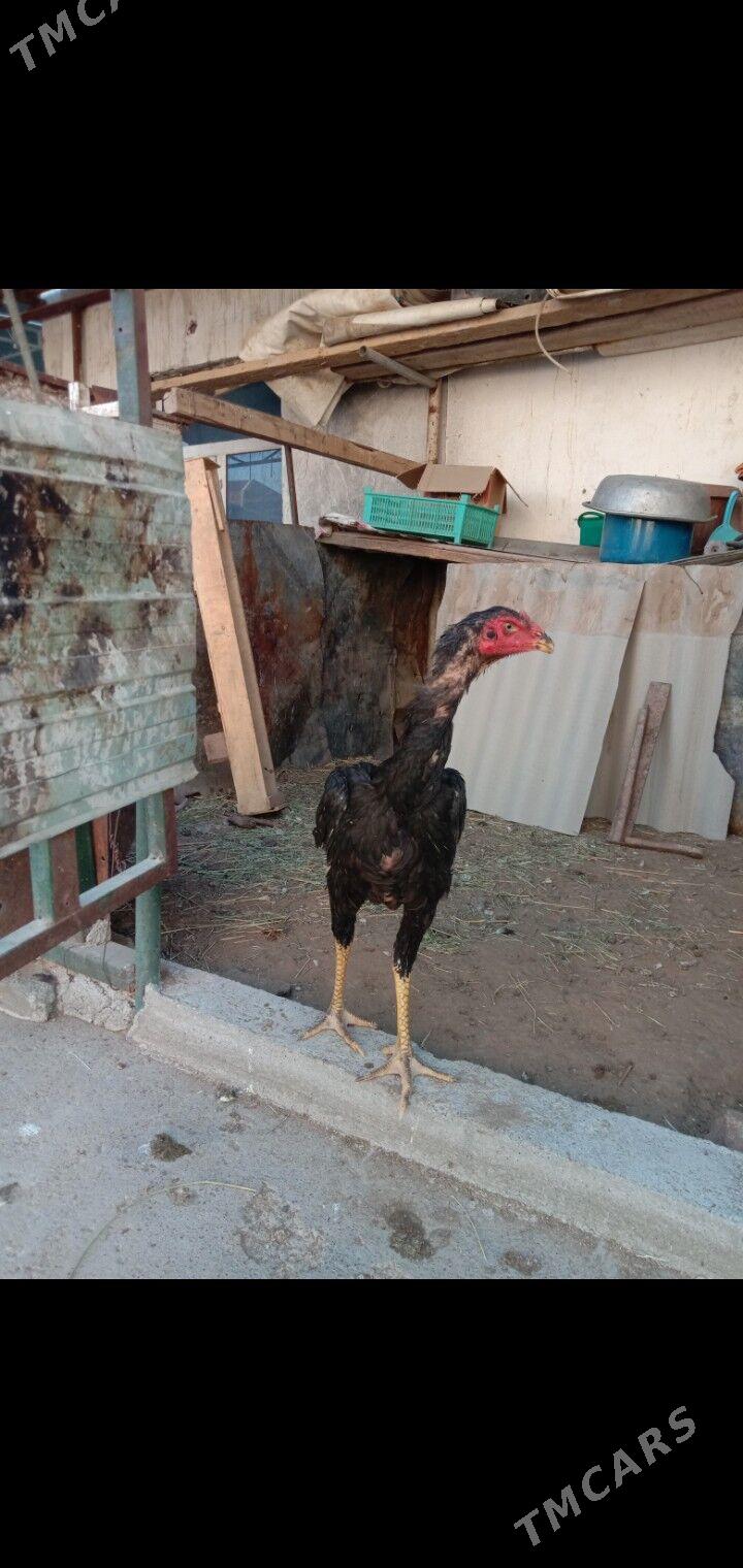 Taskent horaz maki - Гарадамак - img 9