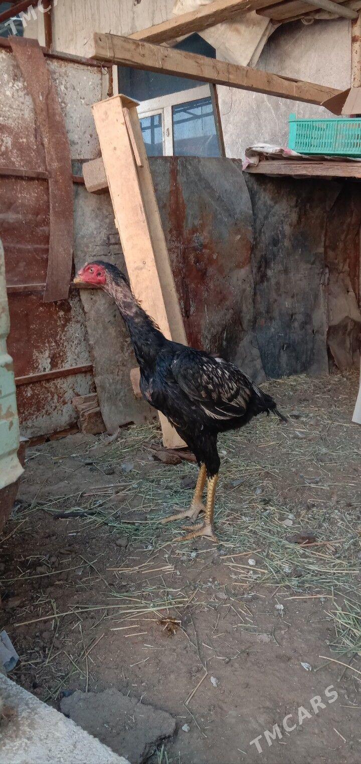 Taskent horaz maki - Гарадамак - img 1