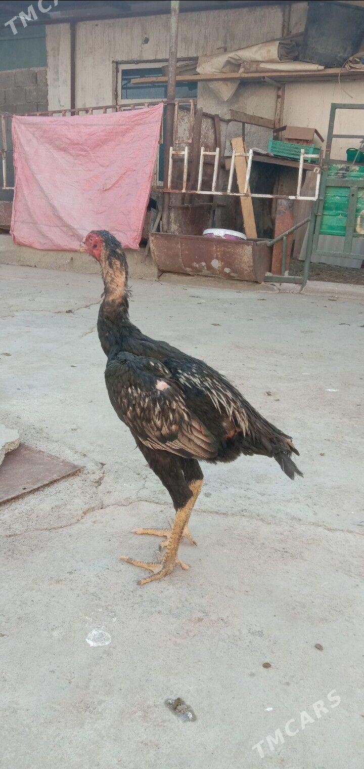 Taskent horaz maki - Гарадамак - img 5