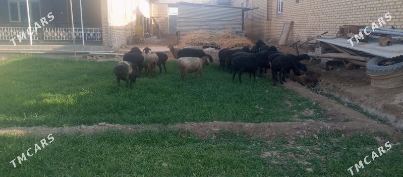 goýun - Туркменабат - img 4