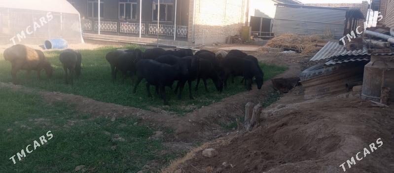 goýun - Туркменабат - img 3