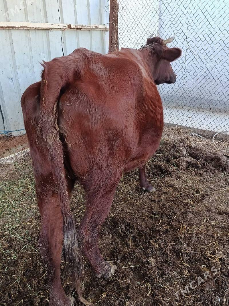 yetik. bogaz - Türkmenabat - img 3