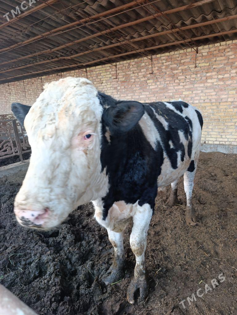 howur okuz - Чарджоу - img 2