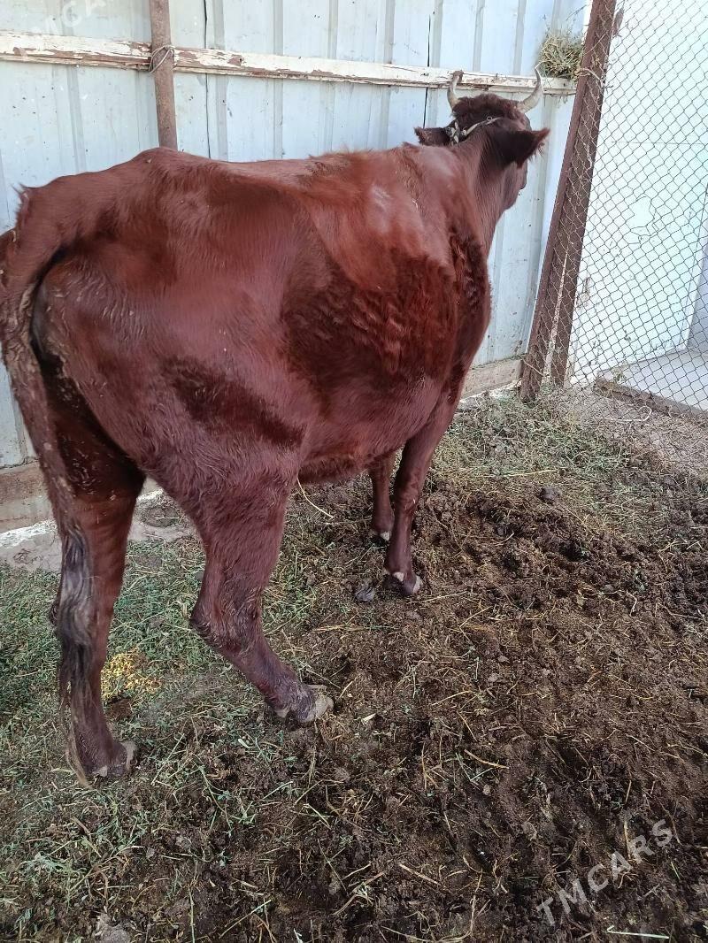 yetik. bogaz - Türkmenabat - img 2