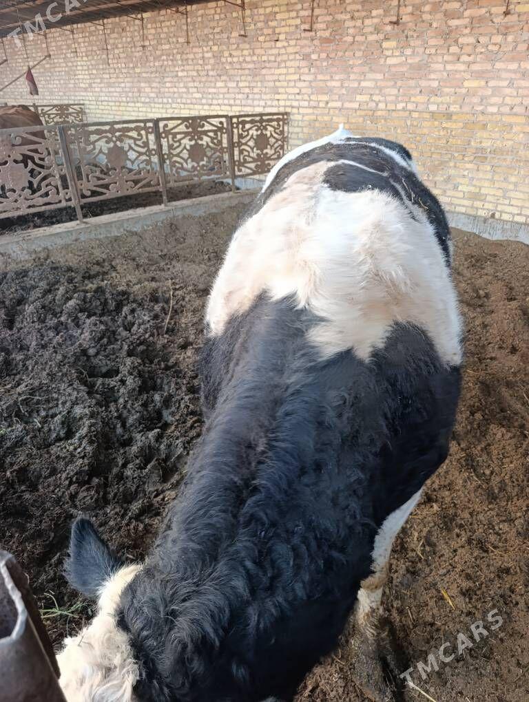 howur okuz - Чарджоу - img 5