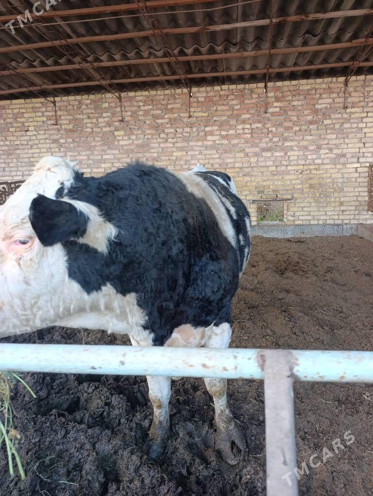 howur okuz - Чарджоу - img 4