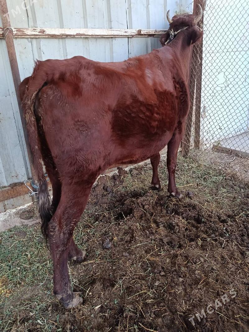 yetik. bogaz - Türkmenabat - img 4