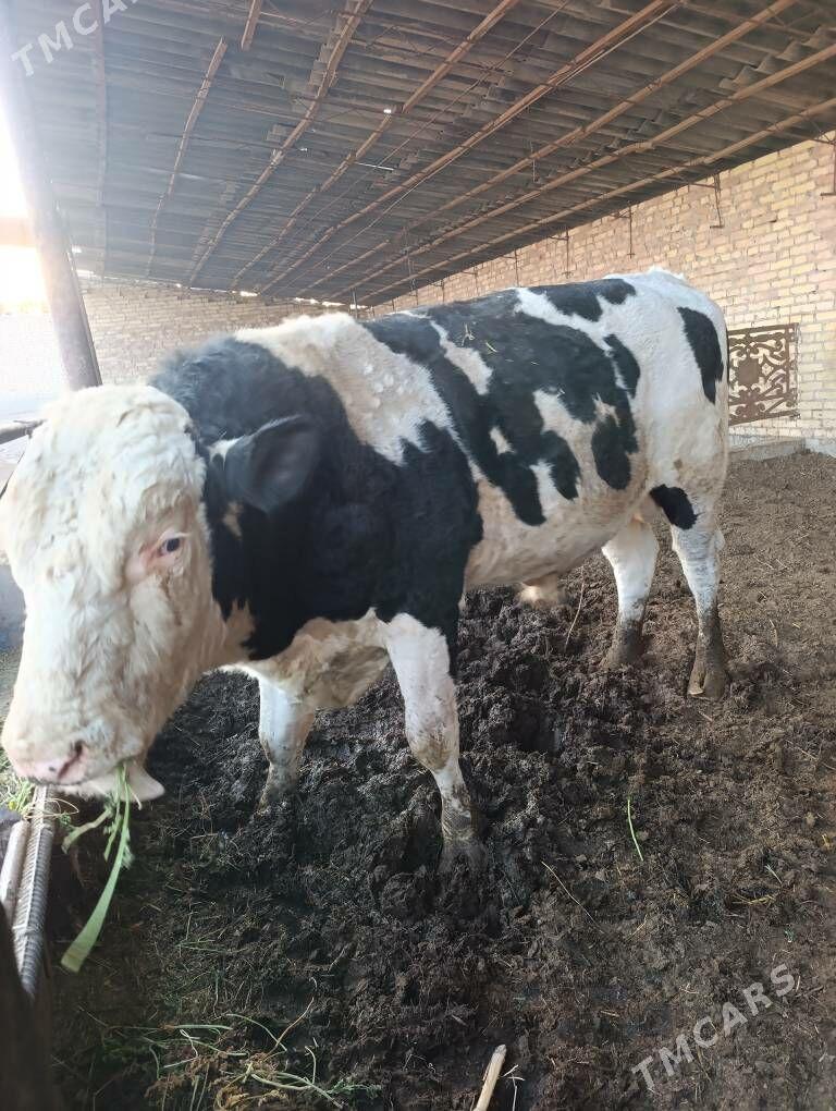 howur okuz - Чарджоу - img 6