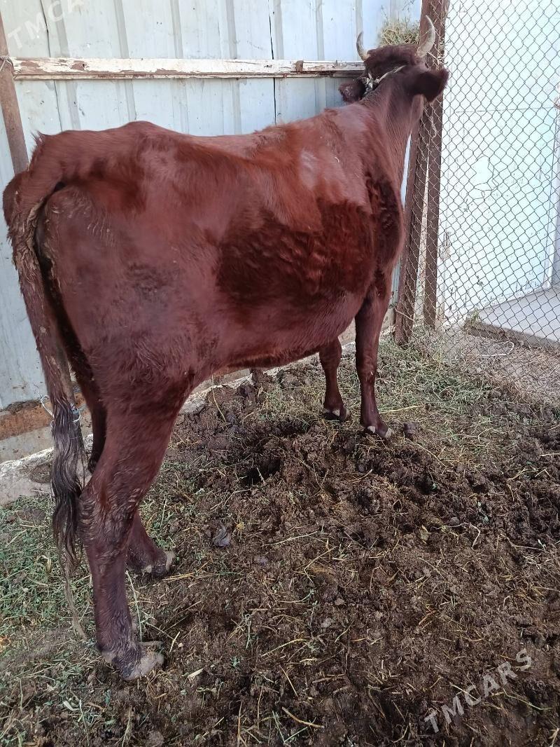 yetik. bogaz - Türkmenabat - img 5