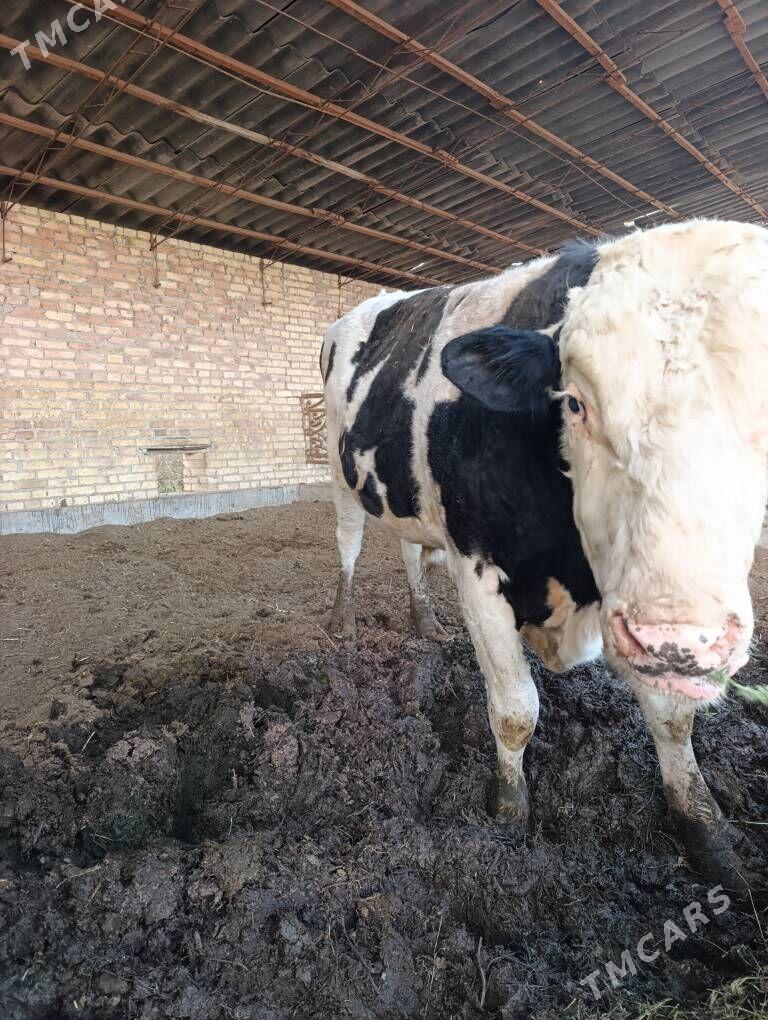 howur okuz - Чарджоу - img 3