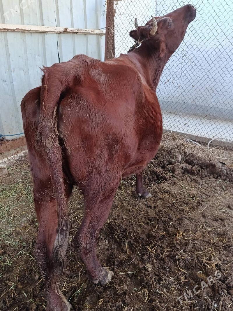 yetik. bogaz - Türkmenabat - img 1