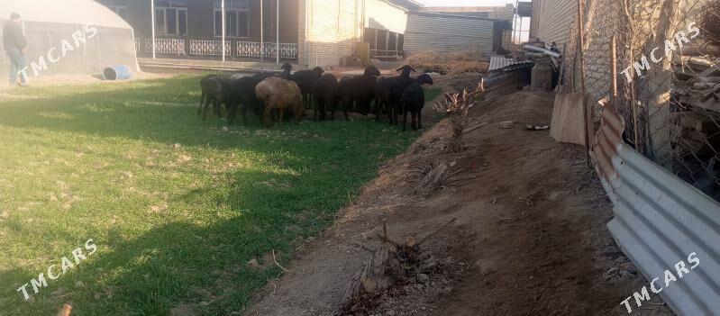 goýun - Туркменабат - img 2