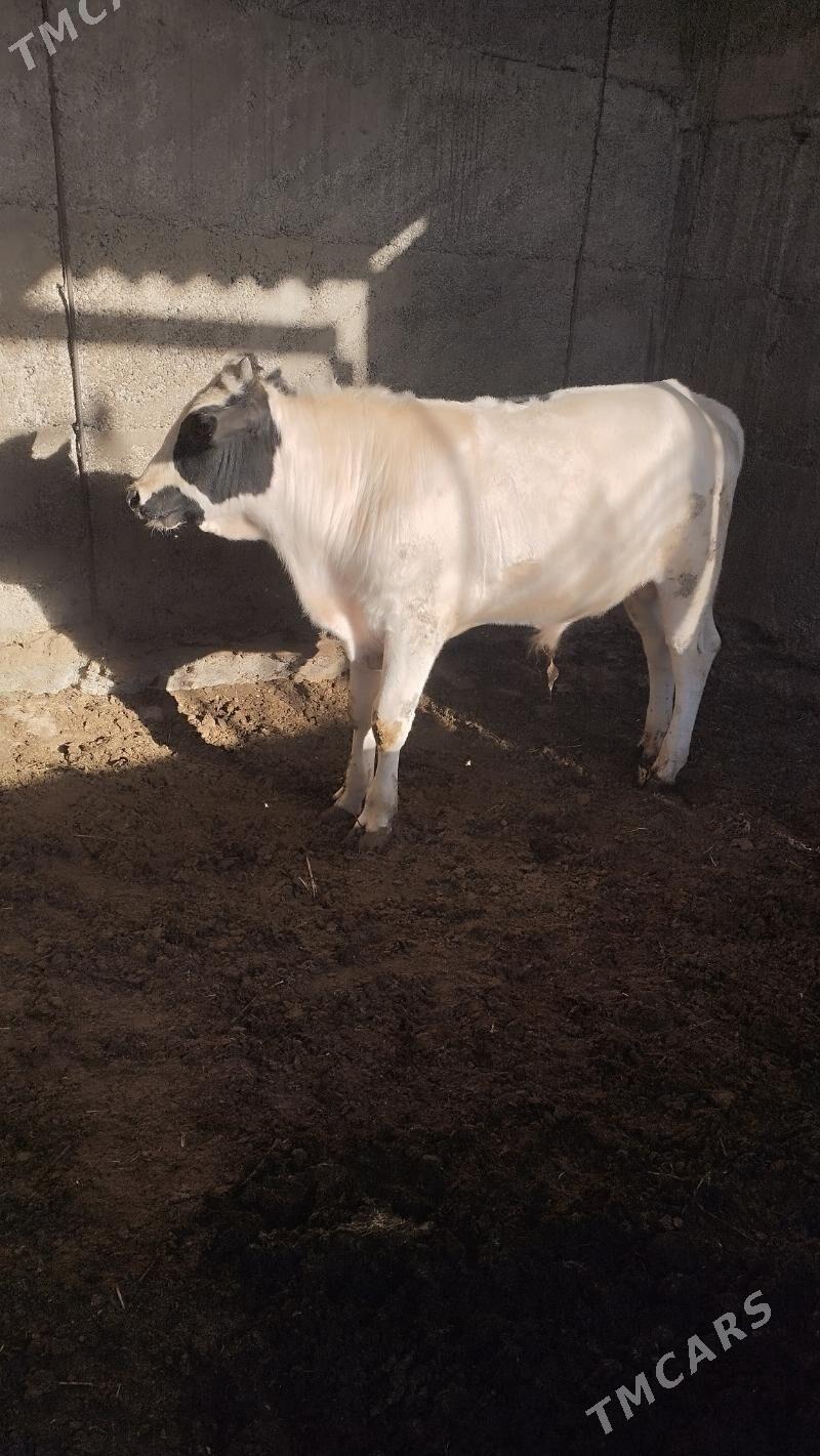 okuz - Бузмеин - img 3