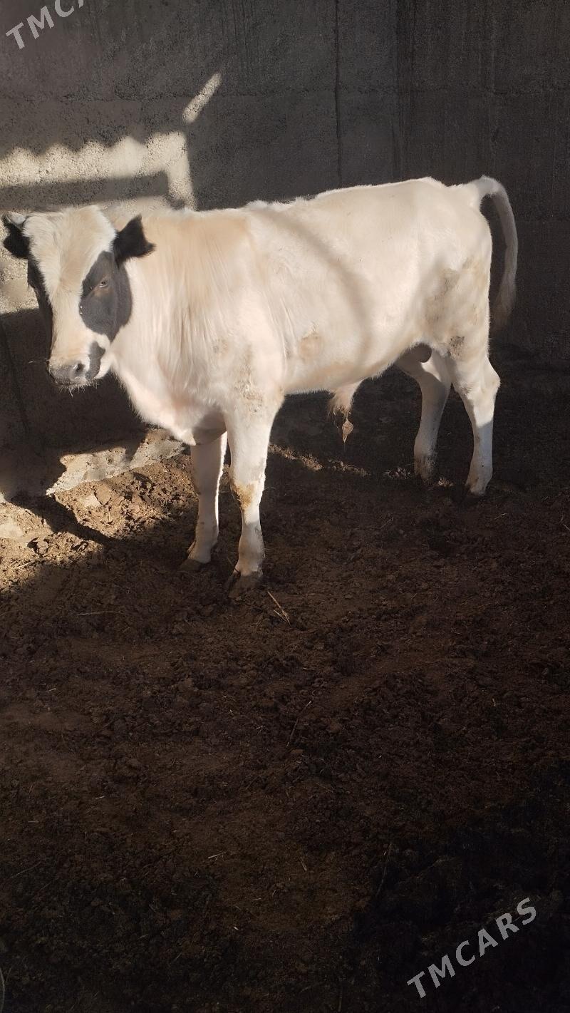 okuz - Бузмеин - img 4