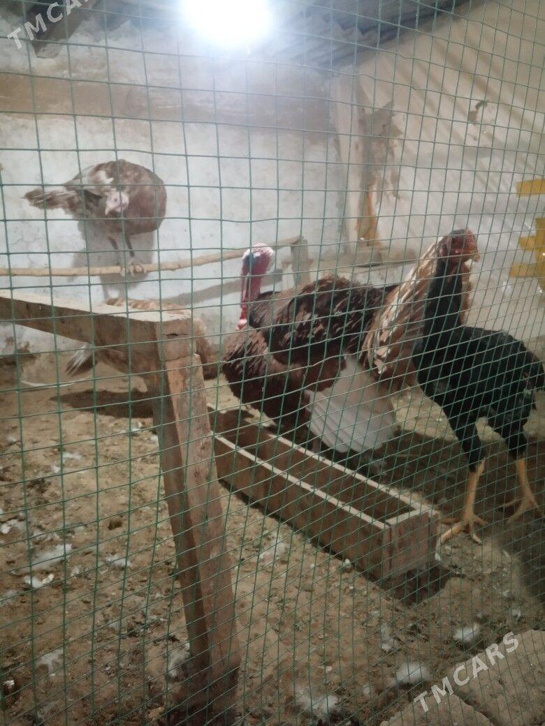 induk - Baýramaly - img 2