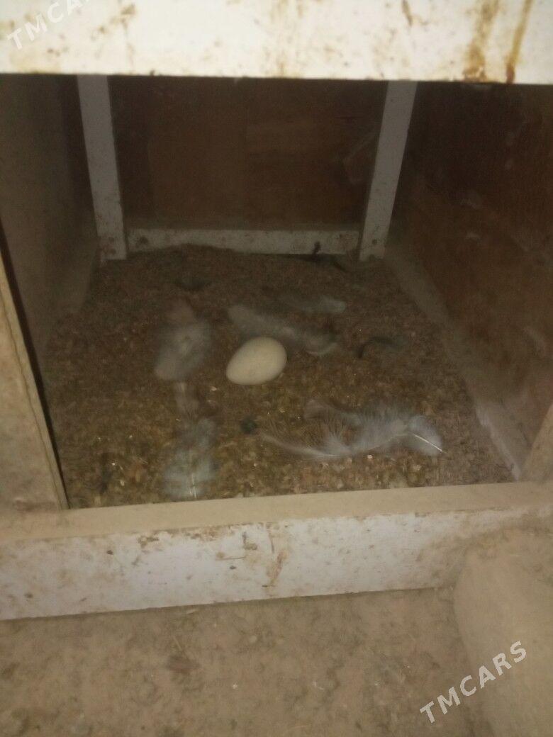 induk - Baýramaly - img 3