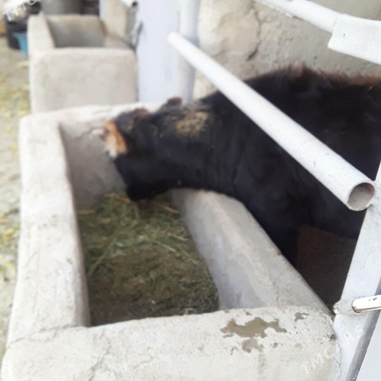 göle şwes - Бузмеин - img 2