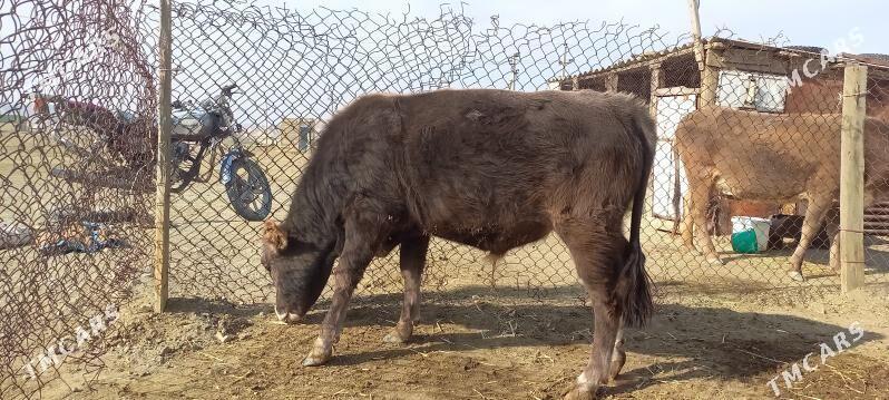 Okuz - Берекет - img 3