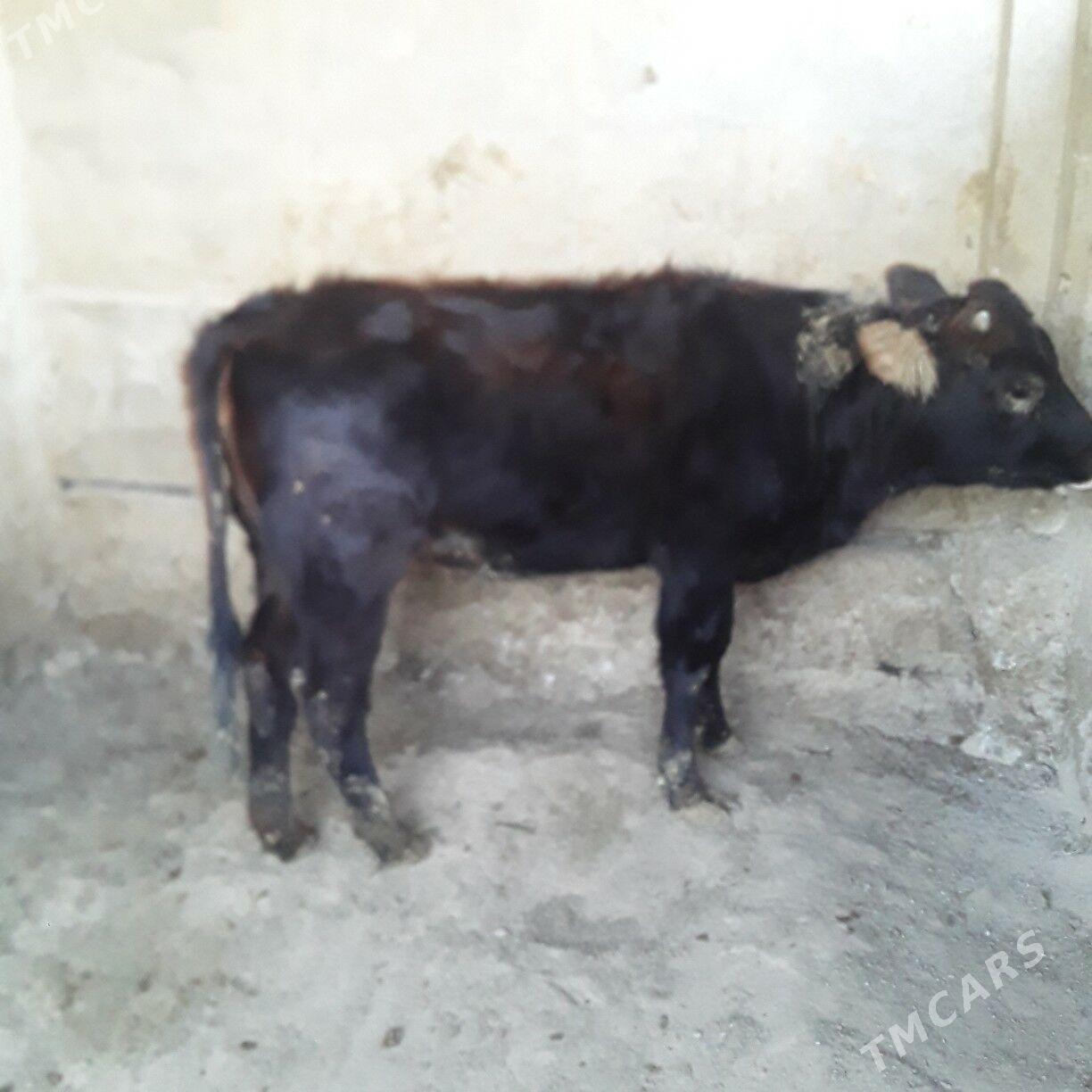 göle şwes - Бузмеин - img 3