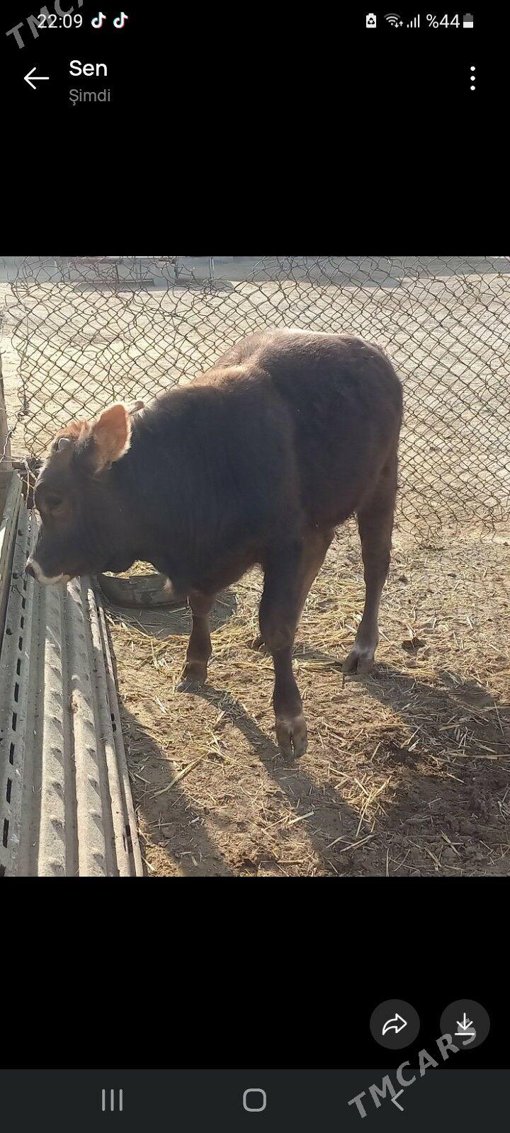 Okuz - Берекет - img 1