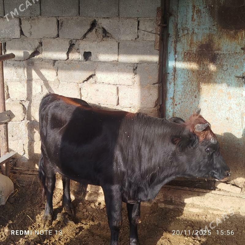 Okuz - Бузмеин - img 3