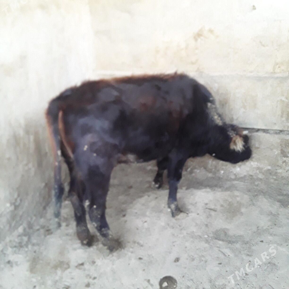 göle şwes - Бузмеин - img 5